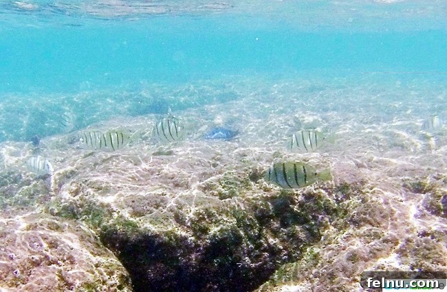 Dive Soar Paddle Kauai's Ultimate Adventure 18 Snorkeling in Hanalei Bay Kauai Hawaii - colorful fish in clear water