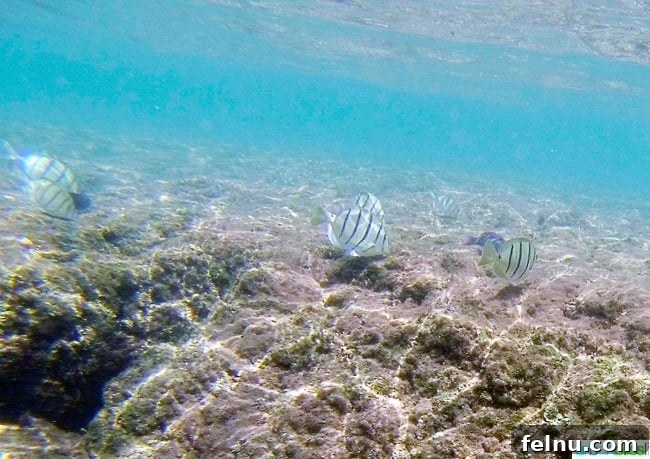 Dive Soar Paddle Kauai's Ultimate Adventure 19 Snorkeling in Hanalei Bay Kauai Hawaii - diverse marine life exploration