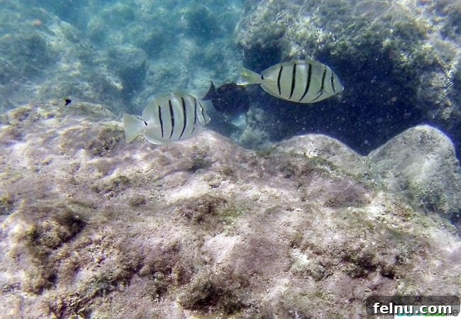 Dive Soar Paddle Kauai's Ultimate Adventure 20 Snorkeling in Hanalei Bay - close-up of a school of fish