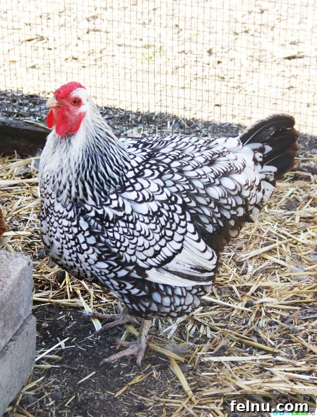 Silverton's Botanical Gem: The Oregon Garden 11 A friendly chicken foraging in the Silverton Market Garden at The Oregon Garden.
