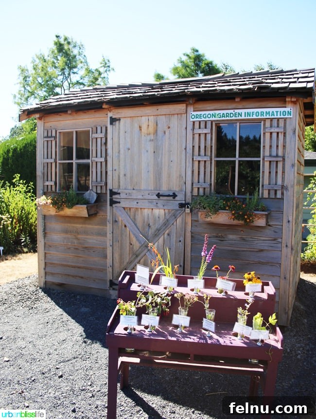 Silverton's Botanical Gem: The Oregon Garden 12 A rustic garden shed surrounded by lush greenery in The Oregon Garden's Silverton Market Garden.