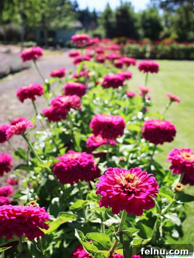 Silverton's Botanical Gem: The Oregon Garden 17 Vibrant red and pink blooms showcasing the rich colors found in The Oregon Garden.