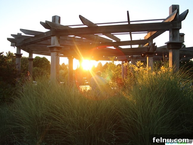 Silverton's Botanical Gem: The Oregon Garden 23 A picturesque pergola at The Oregon Garden bathed in the warm glow of sunset.