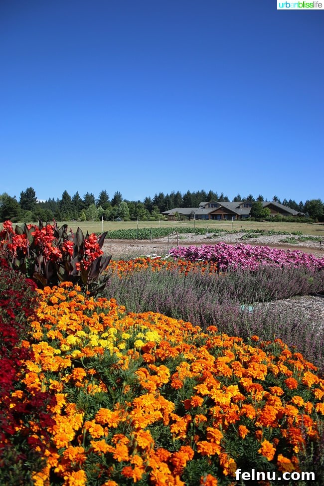 Silverton's Botanical Gem: The Oregon Garden 6 The Oregon Garden Resort nestled amidst the vibrant gardens, a perfect place to stay.