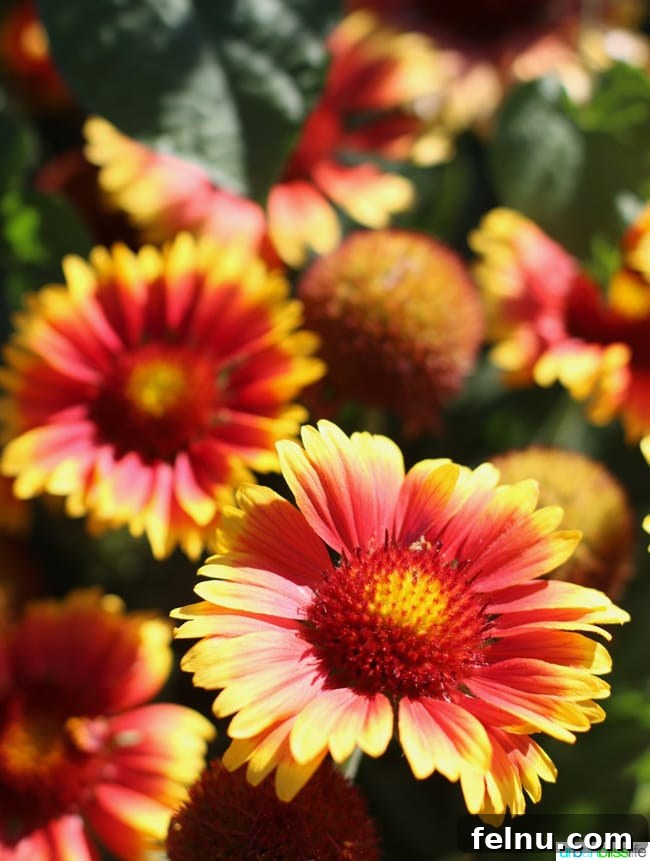 Silverton's Botanical Gem: The Oregon Garden 8 A cluster of vibrant orange and yellow flowers adding warmth to The Oregon Garden landscape.