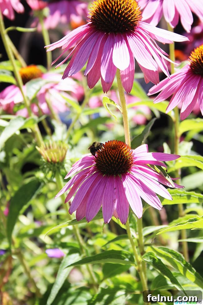 Silverton's Botanical Gem: The Oregon Garden 9 Exotic deep purple bloom with intricate petals, a highlight of The Oregon Garden's diverse flora.