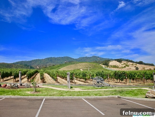 Abacela Winery: Cultivating Oregon Success Through Bold Curiosity 2 Panoramic vineyard view at Abacela Winery in Roseburg, Oregon