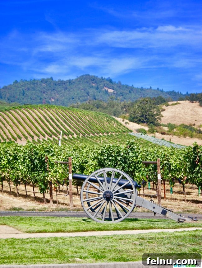 Abacela Winery: Cultivating Oregon Success Through Bold Curiosity 4 Rows of grapevines bathed in sunlight at Abacela Winery vineyard