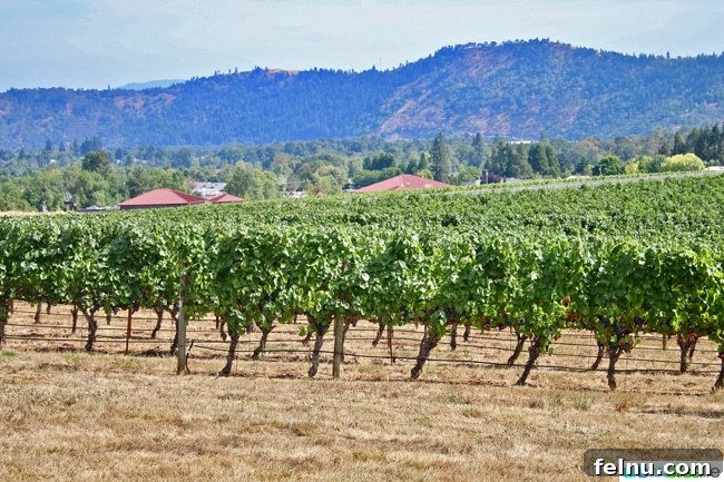Abacela Winery: Cultivating Oregon Success Through Bold Curiosity 5 Expansive vineyard landscape at Abacela, showing diverse grape varietals