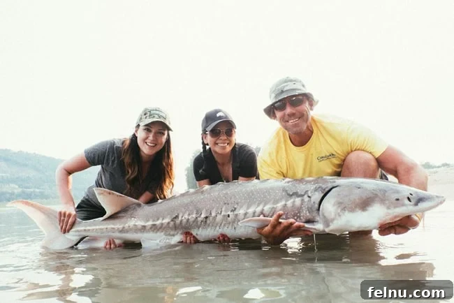 Vacationing in the Wheat State: Discovering Kansas 27 Cascade Sturgeon Fishing in the Fraser Valley, British Columbia