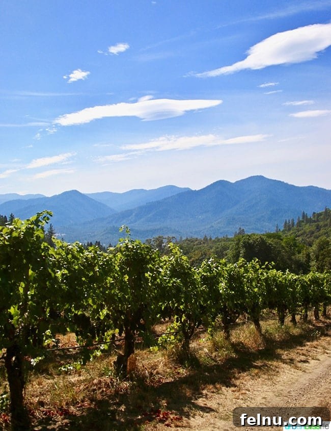 Wooldridge Creek: A Taste of Oregon's Applegate Valley 2 Lush vineyards at Wooldridge Creek Winery in Grants Pass, Oregon. Experience the beauty of the Applegate Valley.