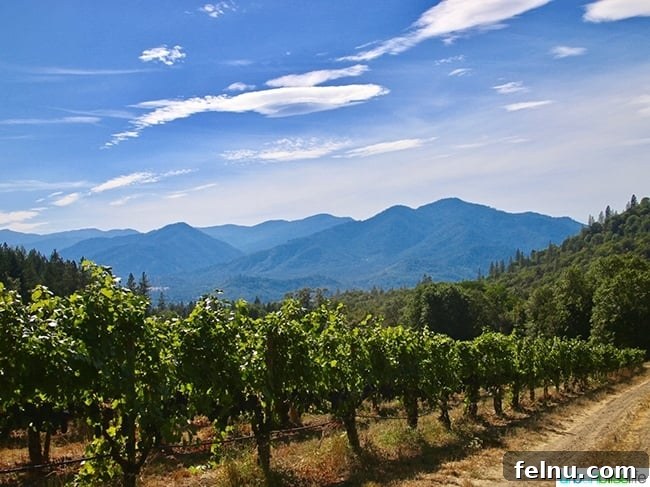 Wooldridge Creek: A Taste of Oregon's Applegate Valley 12 A stunning landscape view of Wooldridge Creek Winery's vineyards in Grants Pass, Oregon.