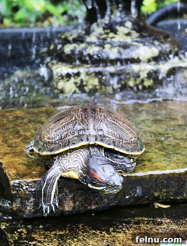 A Taste of New Orleans: Brennan's Culinary Legacy 8 A close-up of one of the resident turtles at Brennan's Restaurant
