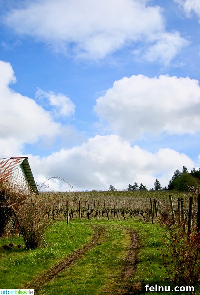 Chehalem Winery and Hi-Lo Hotel Present Hi-Lo Cuvée Wines 22 Tall, vertical rows of grapevines at Chehalem Winery vineyard