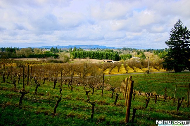 Chehalem Winery and Hi-Lo Hotel Present Hi-Lo Cuvée Wines 4 Picturesque view of Corral Creek Vineyard at Chehalem Winery, with rows of grapevines