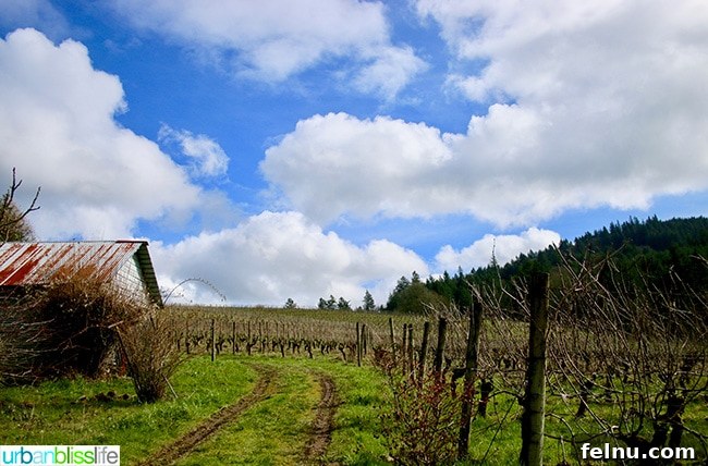 Chehalem Winery and Hi-Lo Hotel Present Hi-Lo Cuvée Wines 5 Panoramic view of Chehalem Winery vineyard with a rustic barn in the background