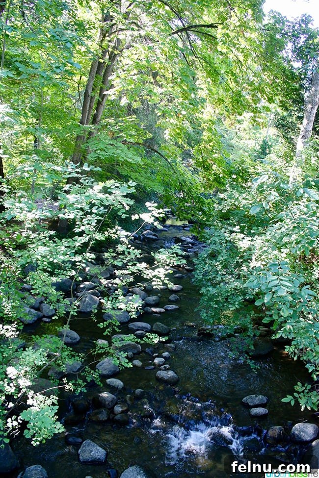 Things to Do and See in Ashland: A Local's Guide 19 Walking trail in Lithia Park, Ashland, Oregon