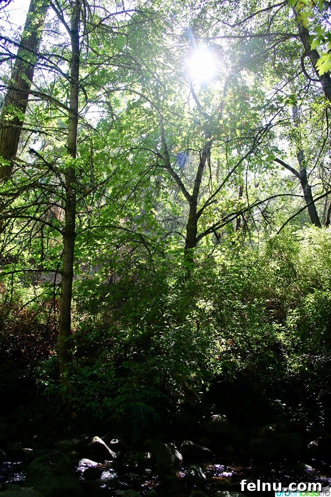 Things to Do and See in Ashland: A Local's Guide 20 Beautiful scenery in Lithia Park, Ashland, Oregon