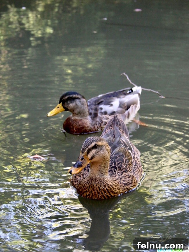 Things to Do and See in Ashland: A Local's Guide 21 Ducks swimming in a pond at Lithia Park, Ashland, Oregon