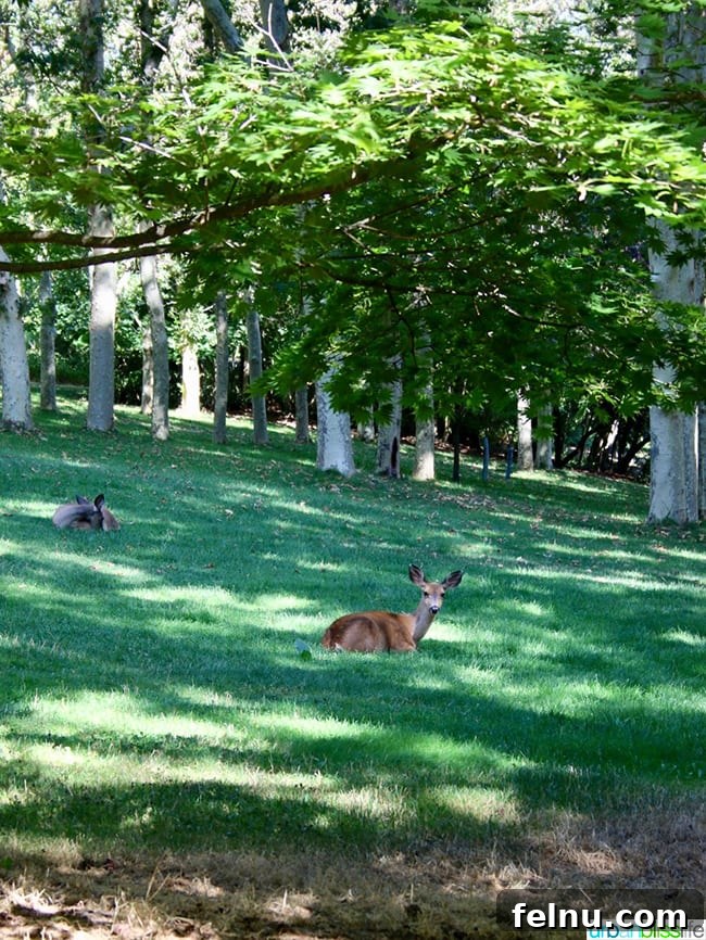 Things to Do and See in Ashland: A Local's Guide 22 Deer grazing in Lithia Park, Ashland, Oregon