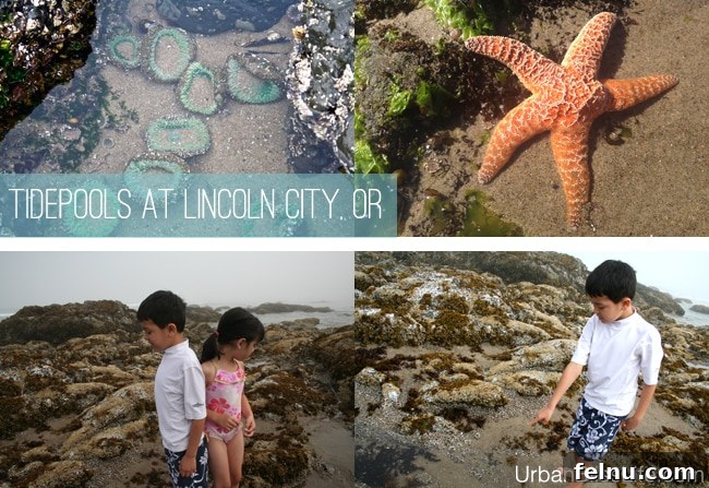 Vibrant tide pools teeming with marine life on a Lincoln City beach.