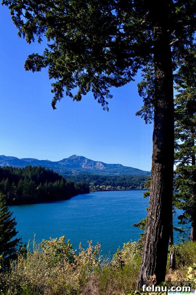 From Rose City to Wine Country: A PNW Road Trip 6 Columbia River Gorge