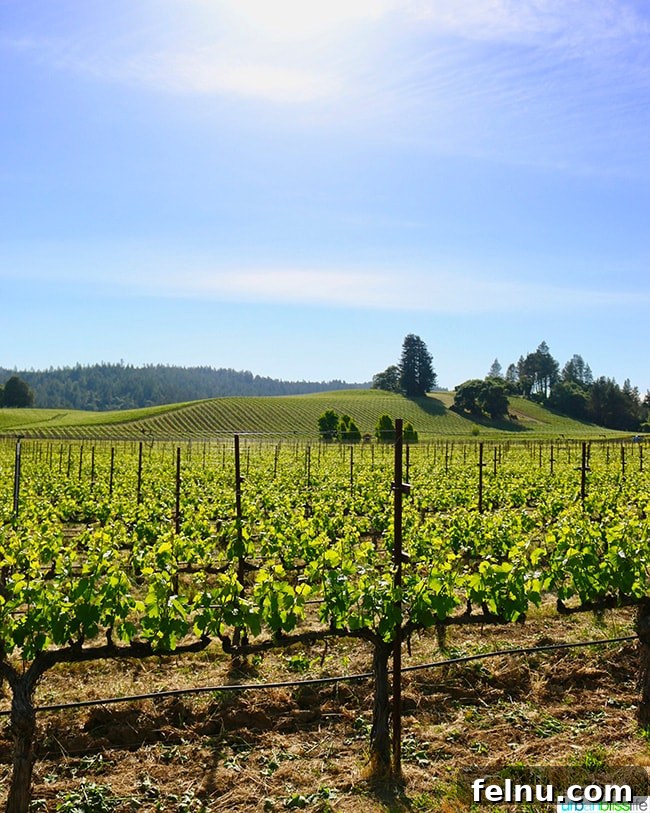 Uncork Anderson Valley: The Best Wineries to Explore 2 Anderson Valley Wineries: Goldeneye Winery amidst vineyards