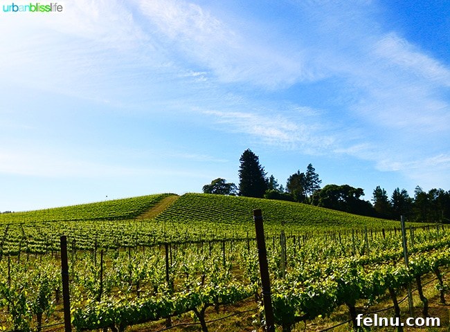 Uncork Anderson Valley: The Best Wineries to Explore 17 Goldeneye Winery vineyard bathed in sunlight