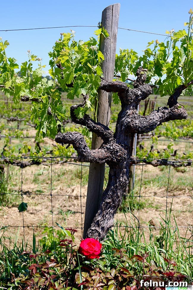 Unveiling Mendocino: California's Pacific Sanctuary 12 Yorkville Cellars California