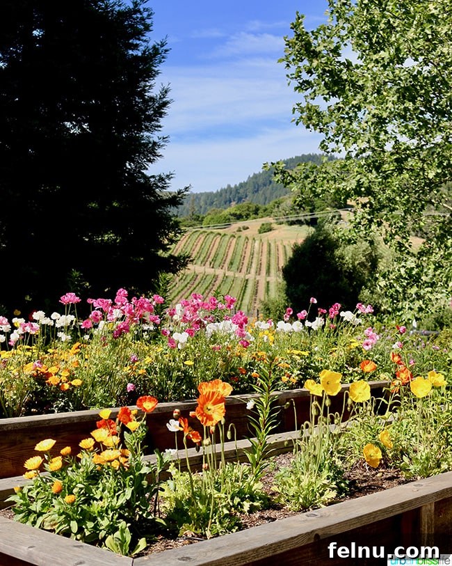 Unveiling Mendocino: California's Pacific Sanctuary 7 Goldeneye Winery