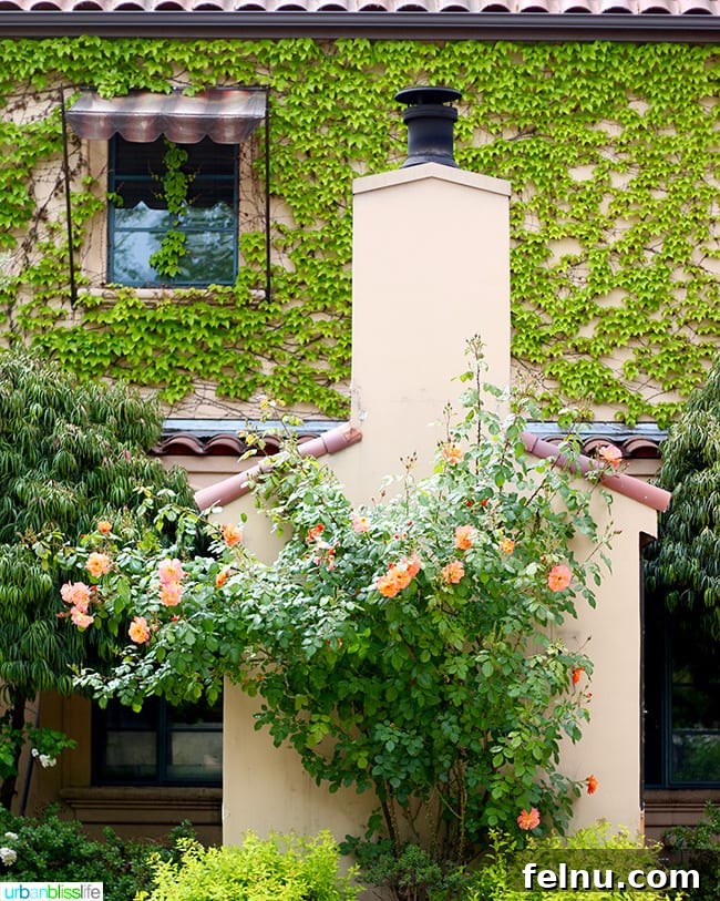 The Madrones An Idyllic Mendocino County Escape 2 The Madrones: A beautiful boutique hotel sanctuary in Mendocino wine country.