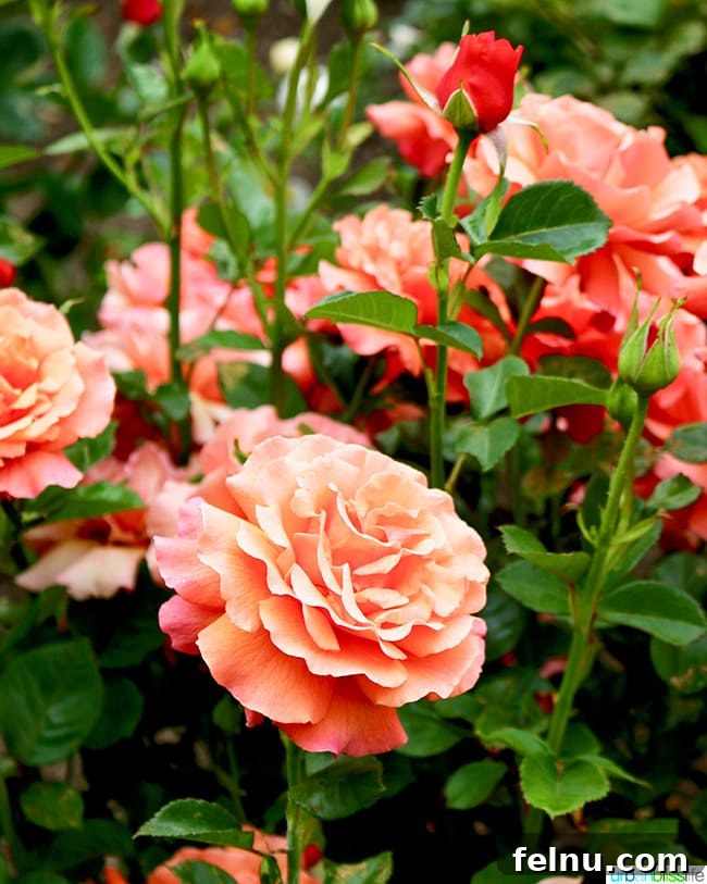 The Madrones An Idyllic Mendocino County Escape 10 Vibrant orange roses blooming in The Madrones beautiful gardens.