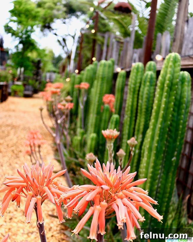 The Puzzled Piglet 4 The Bewildered Pig's garden, a vibrant display of flowers and cacti