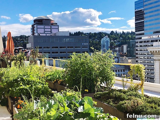 Cool Summer Dairy-Free Ice Cream at Departure Portland 11 A stunning wide view of the Portland city skyline and distant mountains from Departure restaurant's vibrant rooftop garden, featuring diverse plant life.