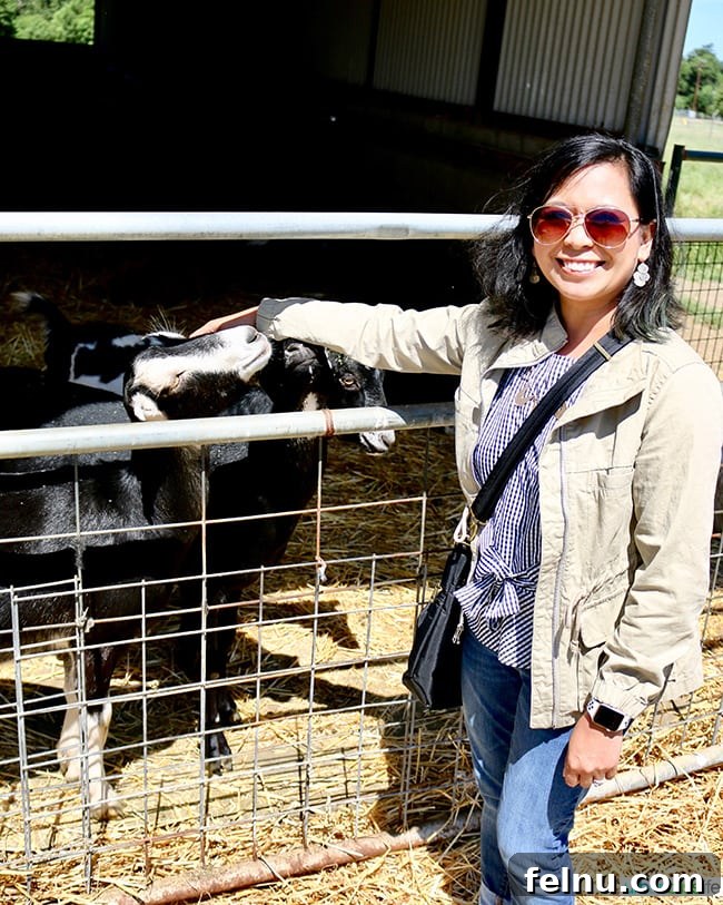 Pennyroyal Farm: Crafting California's Best from Dairy to Vine 14 Penny Royal Farm Petting Goats