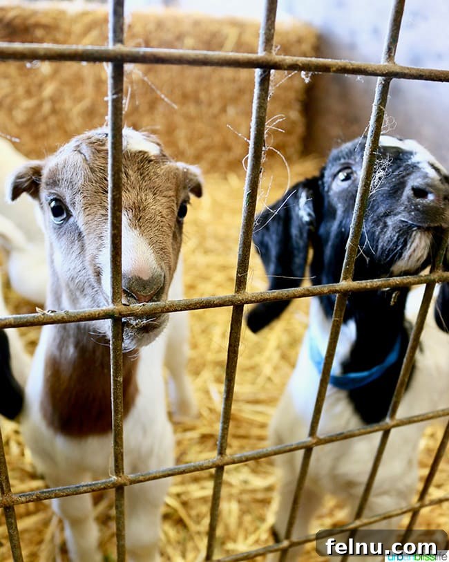 Pennyroyal Farm: Crafting California's Best from Dairy to Vine 5 Penny Royal Farm adorable baby goats