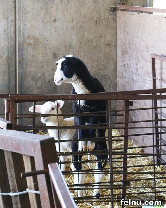 Pennyroyal Farm: Crafting California's Best from Dairy to Vine 7 Penny Royal Farm Goat and Sheep together