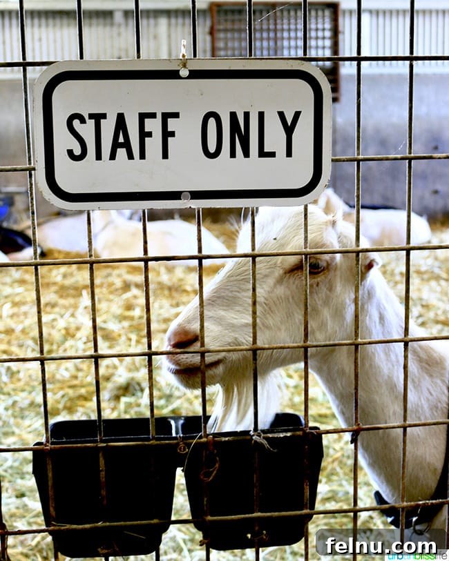 Pennyroyal Farm: Crafting California's Best from Dairy to Vine 8 Penny Royal Farm Goat Staff Only sign