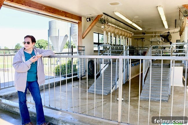 Pennyroyal Farm: Crafting California's Best from Dairy to Vine 10 Penny Royal Farm Milking Area for goats and sheep
