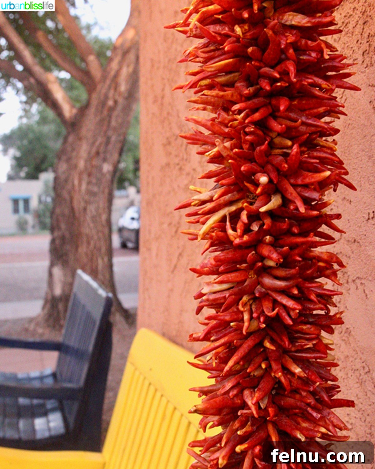 10 Albuquerque Gems You Must Explore 18 Vibrant red chiles hanging to dry, a common sight in New Mexico