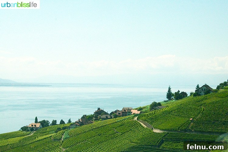 Chillon: Jewel of the Swiss Alps 6 Swiss vineyards