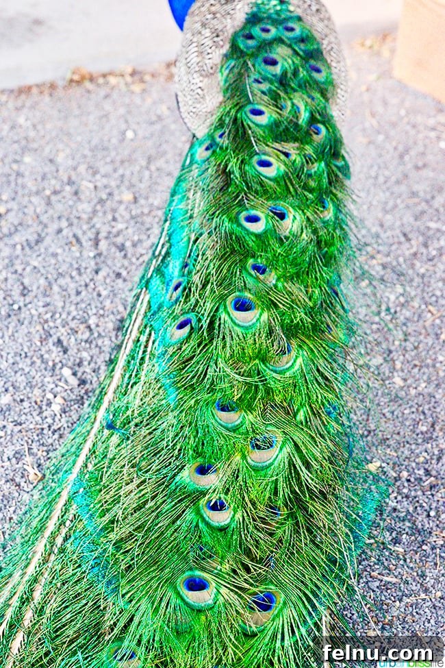 Experience Los Poblanos: Albuquerque's Historic Inn & Organic Farm 25 Beautiful peacock feathers found on the grounds of Los Poblanos