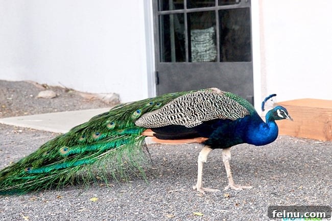 Albuquerque's Hidden Gem: Los Poblanos Historic Inn and Organic Farm 26 majestic peacock roaming the grounds of Los Poblanos Inn Albuquerque New Mexico