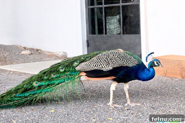 Experience Los Poblanos: Albuquerque's Historic Inn & Organic Farm 26 Majestic peacock roaming freely at Los Poblanos Inn, Albuquerque, New Mexico