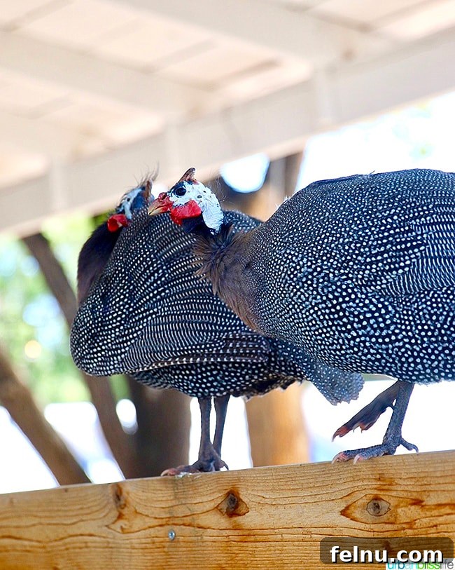 Experience Los Poblanos: Albuquerque's Historic Inn & Organic Farm 27 Guinea hens foraging on the grounds of Los Poblanos Inn