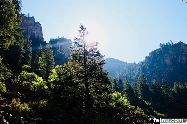 Colorado Peaks and Pavement 10 Hiking through a lush forest in the Colorado mountains