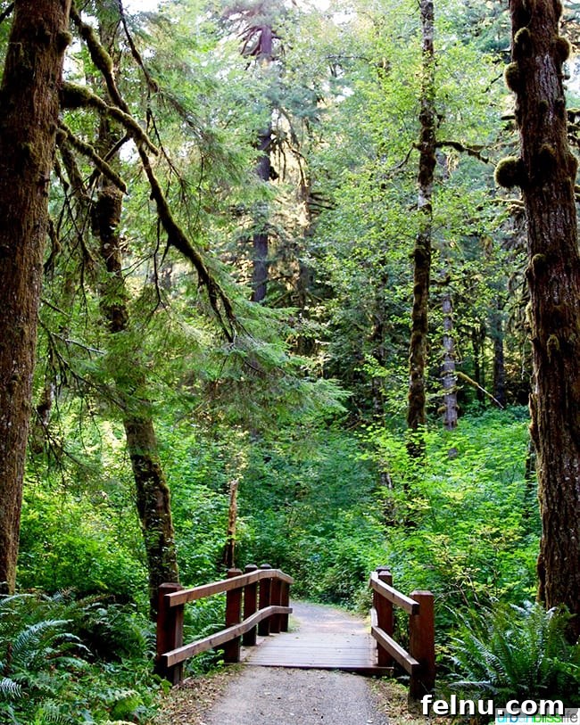 Silver Falls State Park Ten Falls Trail Journey 17 A picturesque small bridge crossing a stream in Silver Falls State Park
