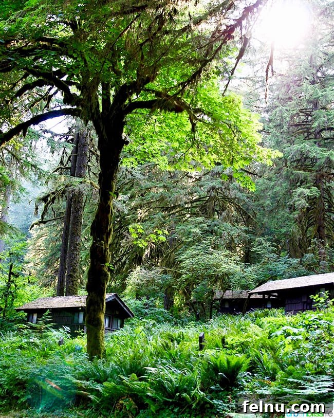Silver Falls State Park Ten Falls Trail Journey 20 Cozy cabins nestled in the lush forest at Silver Falls Lodge
