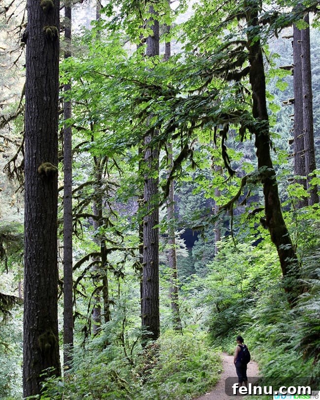 Silver Falls State Park Ten Falls Trail Journey 3 Hiking through the tall, ancient forests of Silver Falls State Park, Oregon