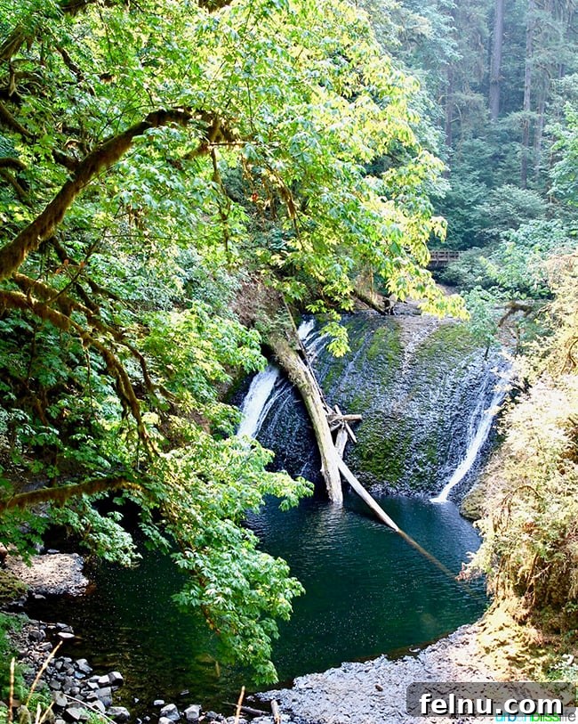 Silver Falls State Park Ten Falls Trail Journey 5 Double Falls, a unique dual waterfall feature on the Trail of Ten Falls at Silver Falls State Park